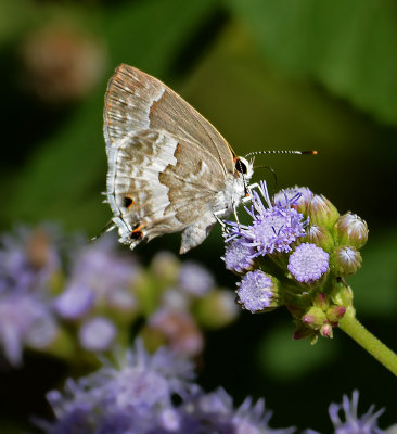 White Scrub-Hairstreak 