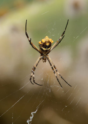 Silver Argiope Spider (Ventral)