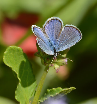 Ceraunus Blue
