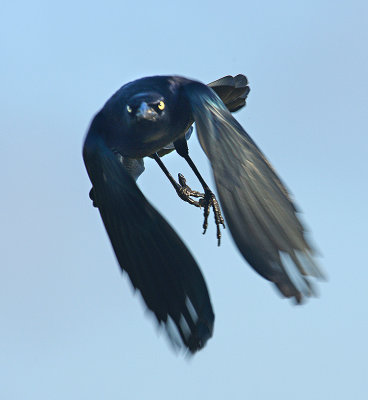Great-tailed Grackle in flight