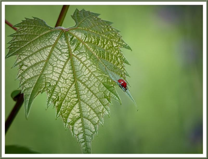 June 30 - Green and Red