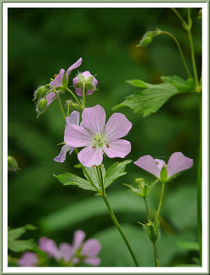 June 08 - Wild Geranium