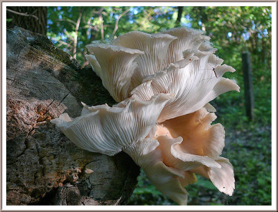 June 13 - Flowery Fungus