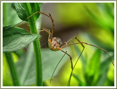 June 25 - Harvestman