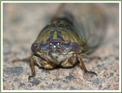 September 12 - Cicada