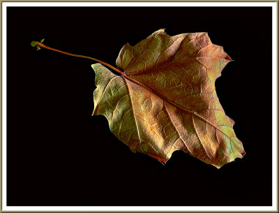 November 16 - Leaf Portrait 02