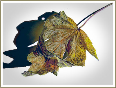 November 17 - Leaf Portrait 03