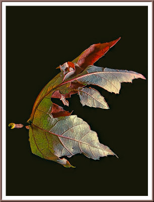 November 20 - Leaf Portrait  04