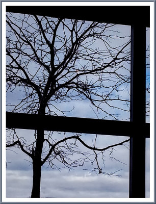 March 25 - No Leaves Yet