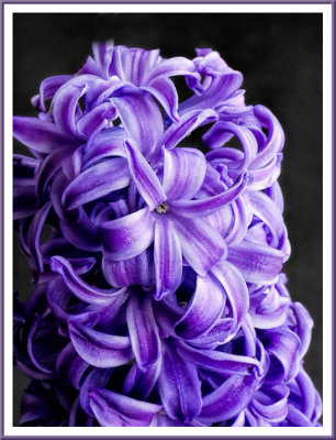 March 26 - Purple Power