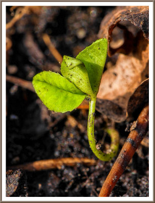 March 30 - New Growth