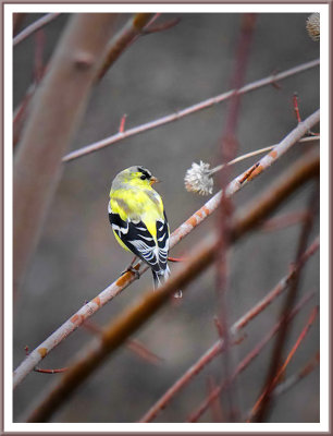 April 11 - Goldfinch