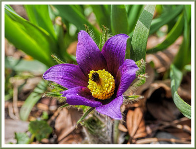 May 04 - Pasque Flower