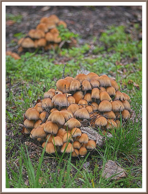 May 11 - A Mountain of Mushrooms