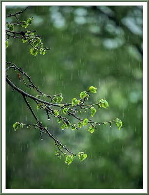 May 19 - A Rainy Day