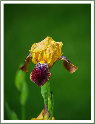 June 02 - Deb's Iris