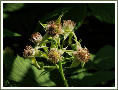 June 04 - Raspberry Blossoms