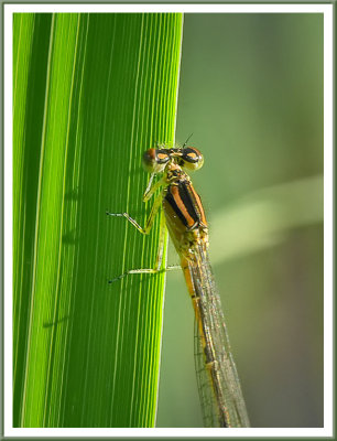 June 05 - Damselfly