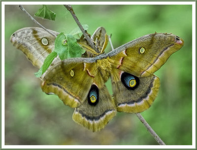 June 06 - Polyphemus Moths