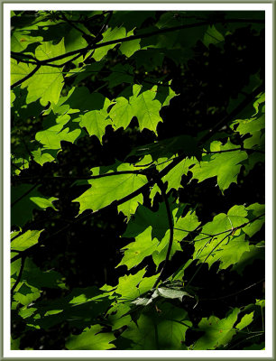 June 08 - Green Leaves of Summer