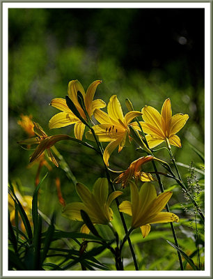June 15 - Lilies in the Sun
