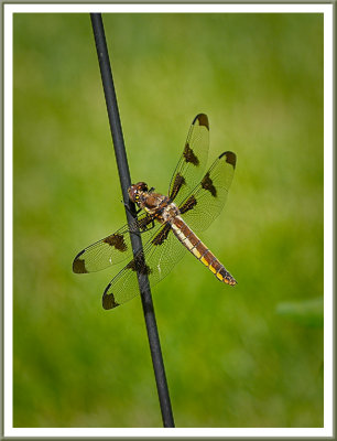 June 16 - Pole Dancer