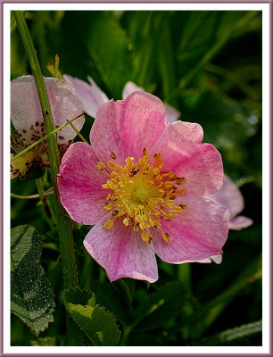 August 05 - A Wild Geranium, Perhaps