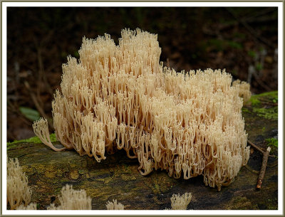 August 30 - Coral Fungus