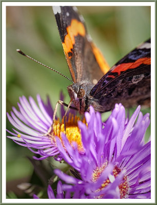 October 09 - Red Admiral