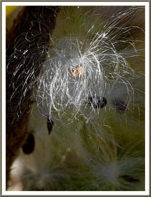 October 21 - Milkweed Seed
