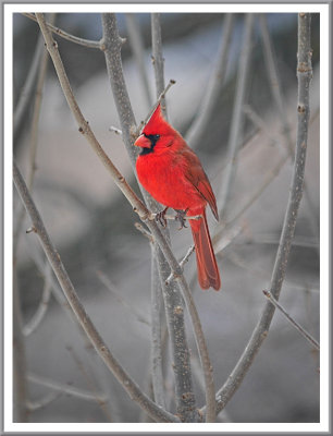 January 23 - A Red Bird
