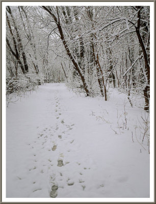 March 24 - Stopping by the Woods