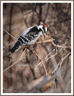 April 03 - Downy Woodpecker