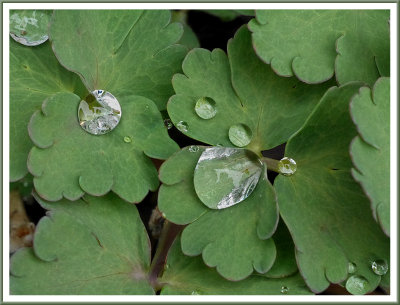 April 09 - Raindrop Jewels
