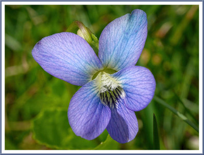 April 30 - Lawn Flower