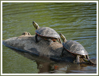 May 09 - Turtle Parade