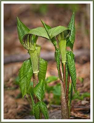 May 13 - Jack In The Pulpit