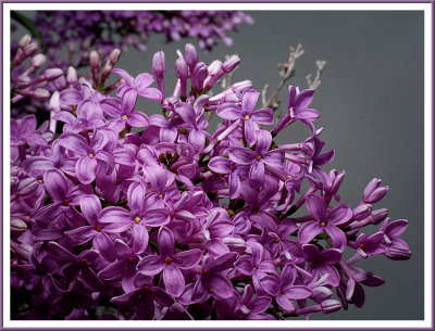 May 18 - Lilacs