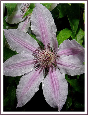 May 24 - Rainy Day Clematis
