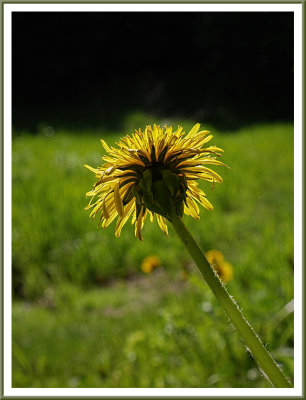 May 26 - Reaching for the Sun