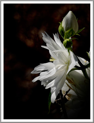 June 16 - White on Black