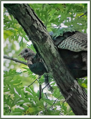 June 19 - Turkey in the Tree