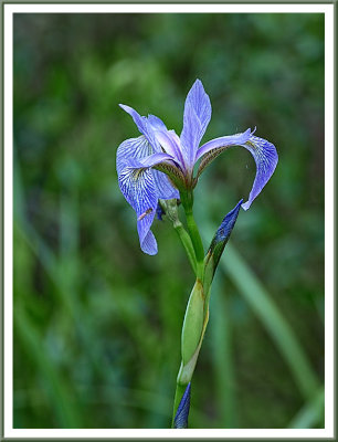 June 21 - Northern Iris