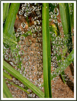 July 11 - On a Dewy Morning