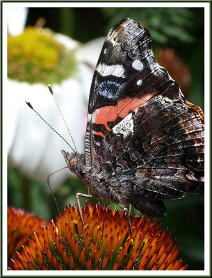 July 21 - Red Admiral