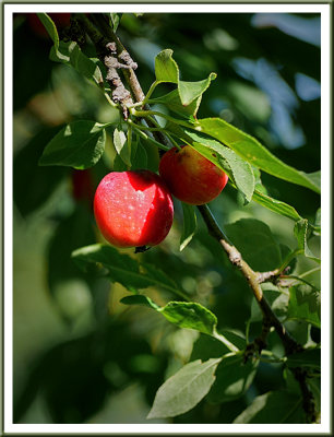 July 31 - Crabapple