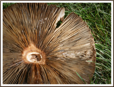 September 07 - Mushroom
