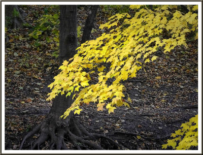October 19 - Yellow Cascade