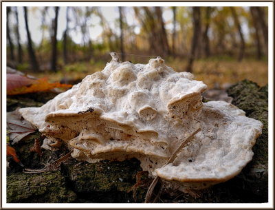 October 26 - Humongous Fungus