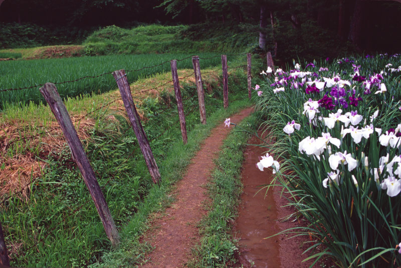 MOTSUJI TEMPLE JODO GARDEN